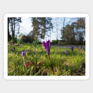 Purple flowering crocus. Time to spring Sticker